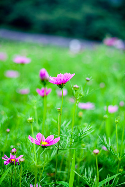 calliopsis