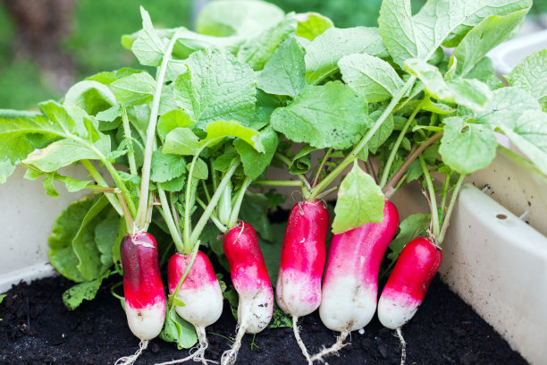 radishes