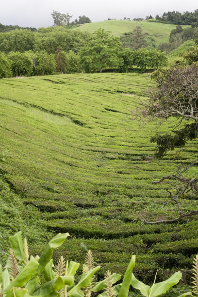 茶园背景茶园景观