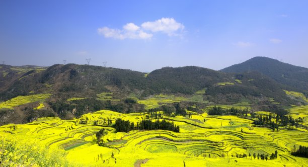 云南油菜田