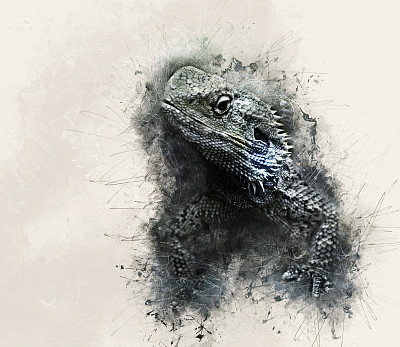 pogona