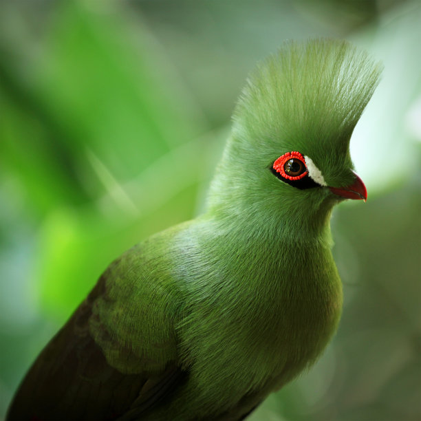 avian