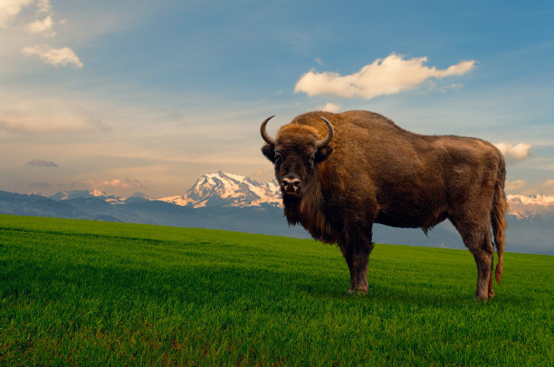 bison
