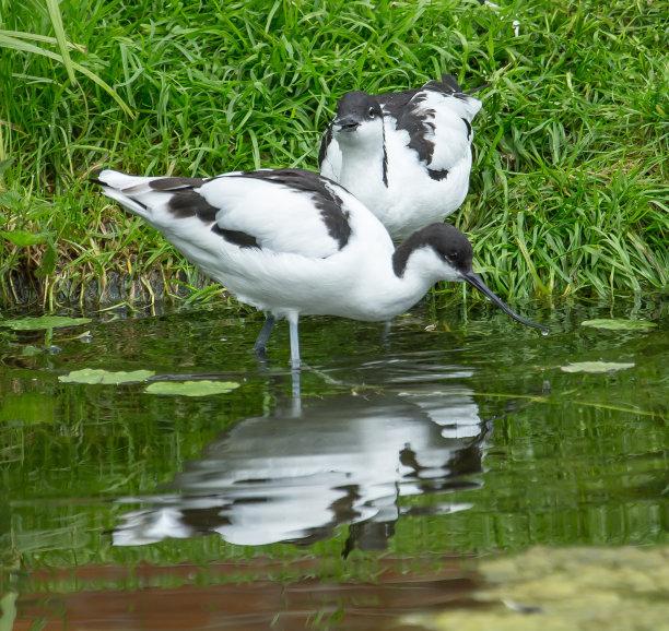 avocet