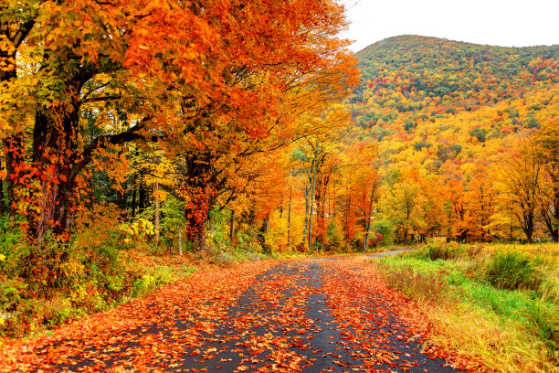 scenics