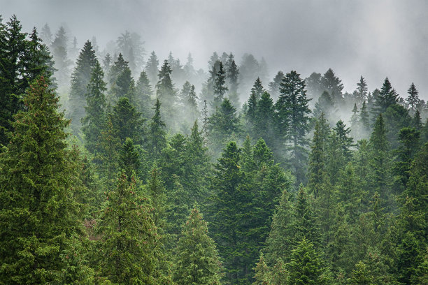 forest
