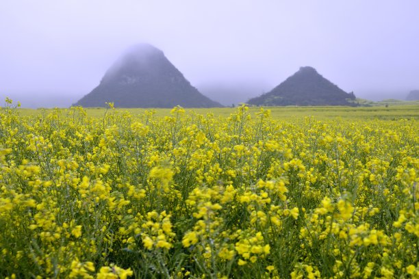 云南油菜田