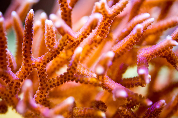 corals