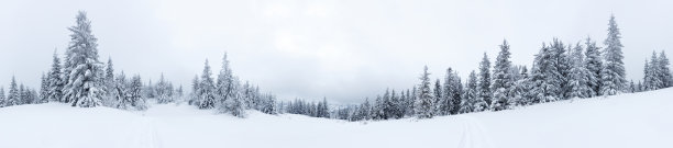 大雪树木