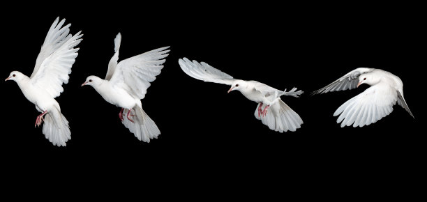 pigeon