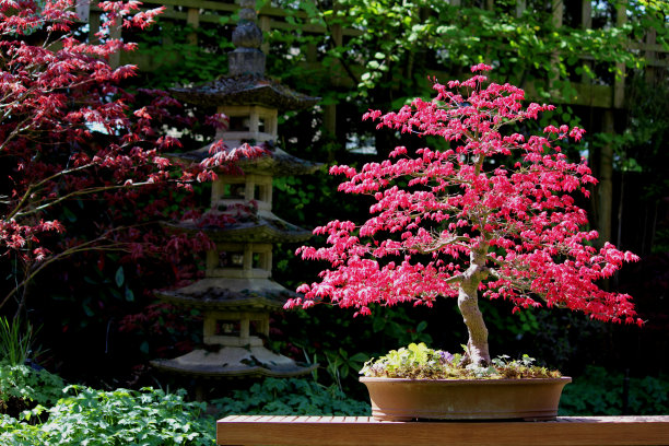 bonsai