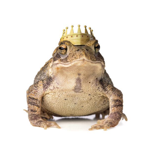 frog