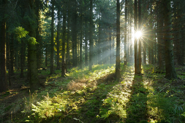 森林 阳光照射 光线 
