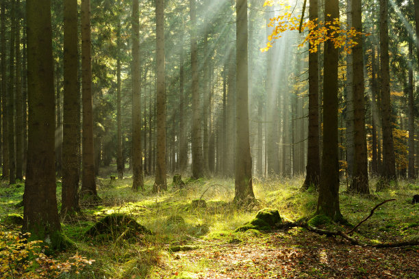森林,阳光,树木