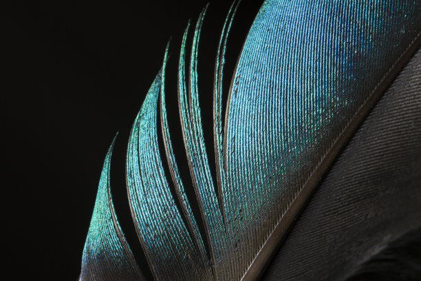 feather
