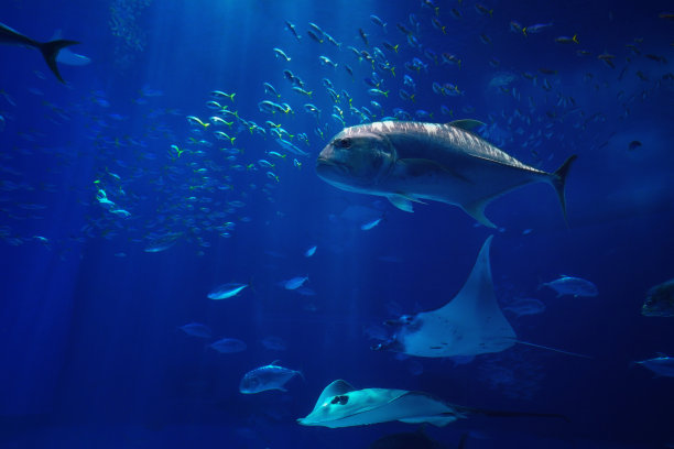 tuna