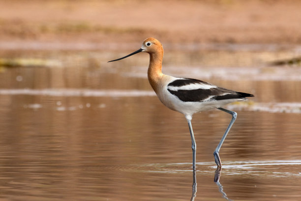 avocet