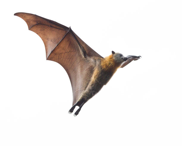 bat