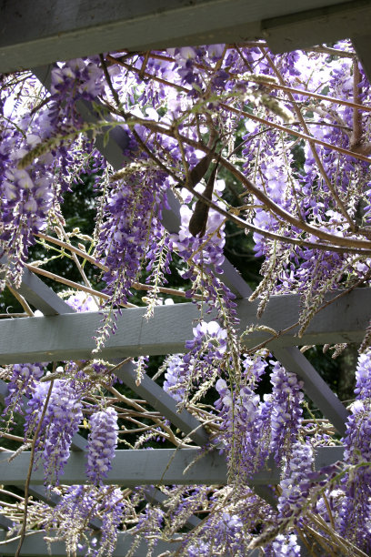 紫藤种子
