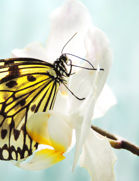 花丛中一只白蝴蝶