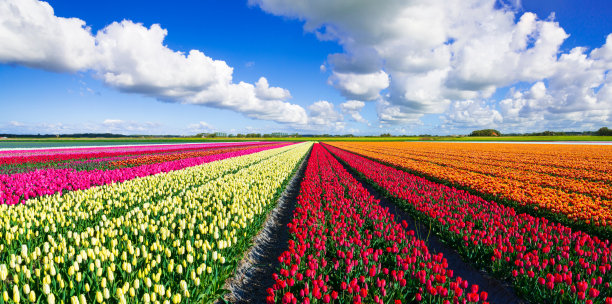 tulip