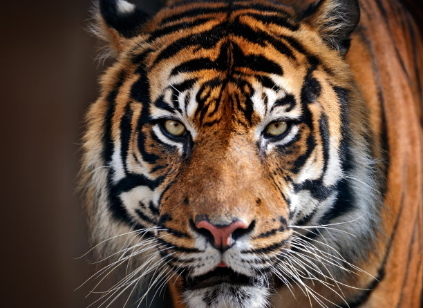 tiger