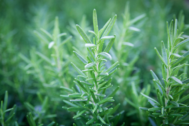 rosemary