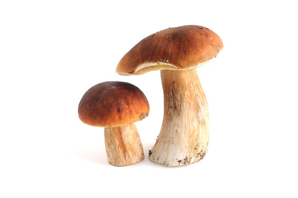 野生菌