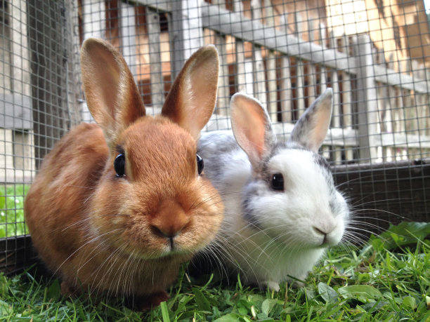 bunny