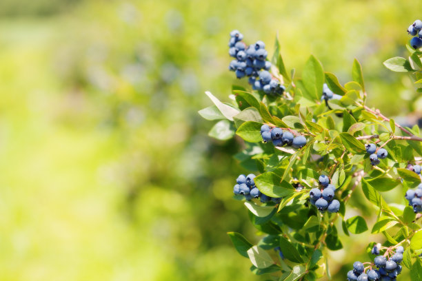 blueberries