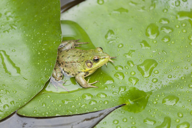 frog
