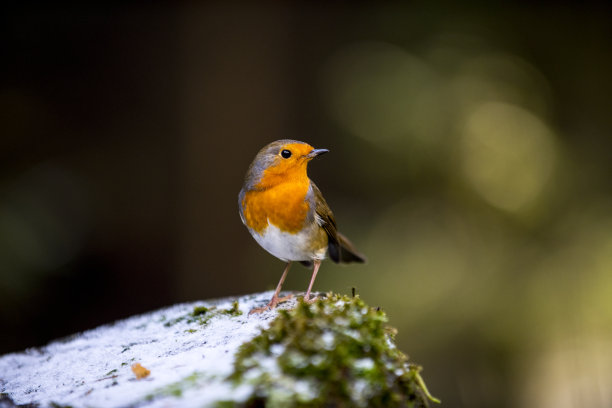 birds