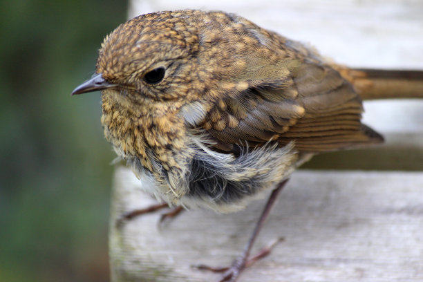 robin-chat