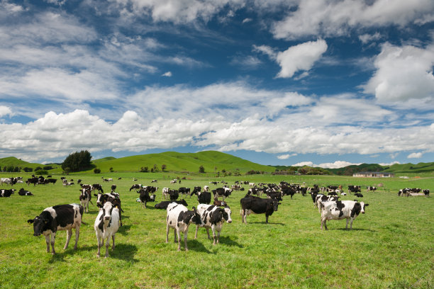 nz