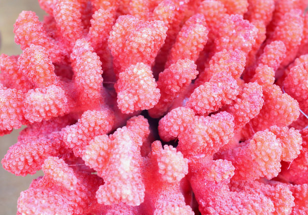 corals