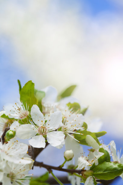 果园里白色的梨花