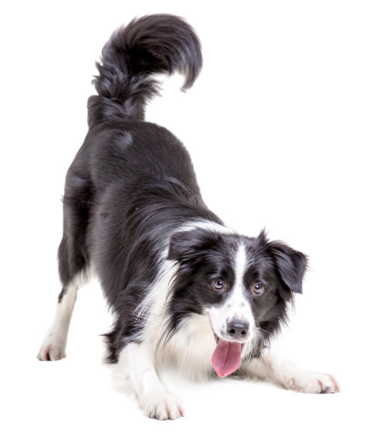 doggy