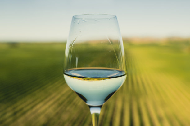 vineyard