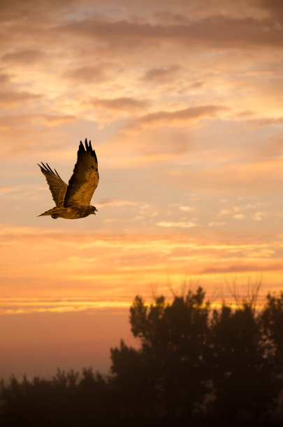 buteo