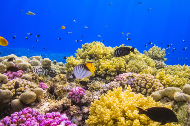 corals
