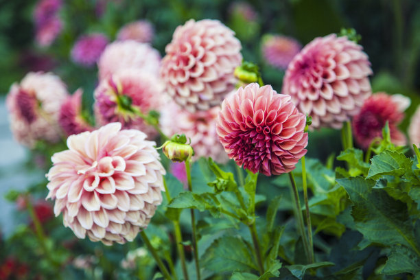 dahlia