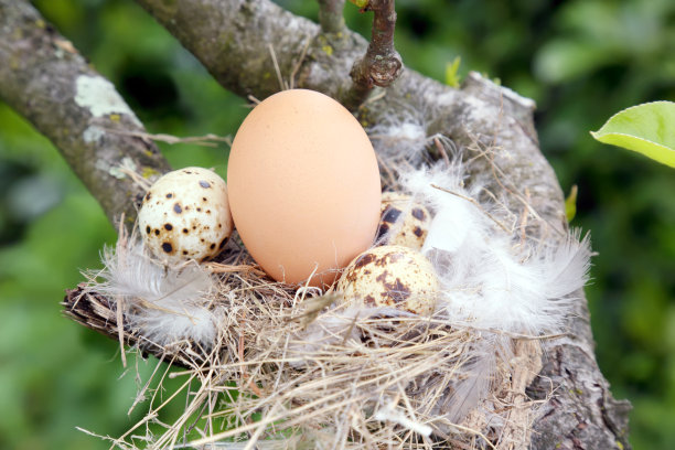 鸟巢里的鸟蛋