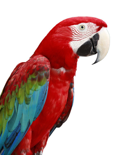 macaws