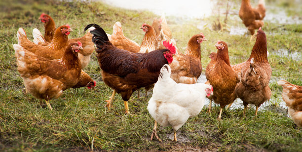 hen