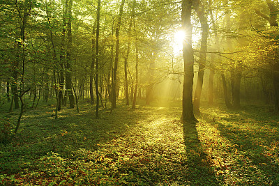 forest