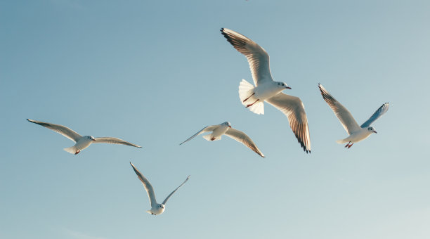 laridae