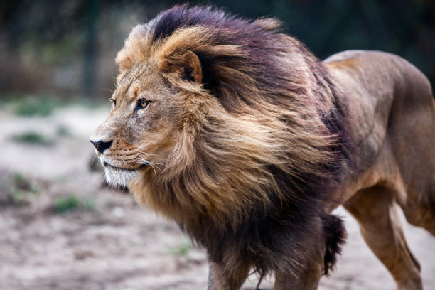 lion
