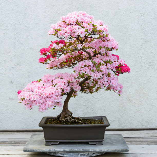 bonsai