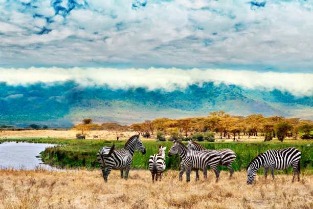 ngorongoro
