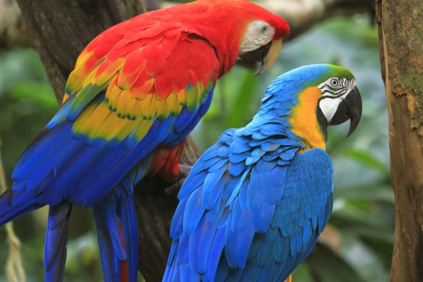 macaws